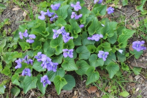 Patch of violets USE