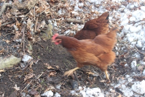 2 chickens at burn pile USE